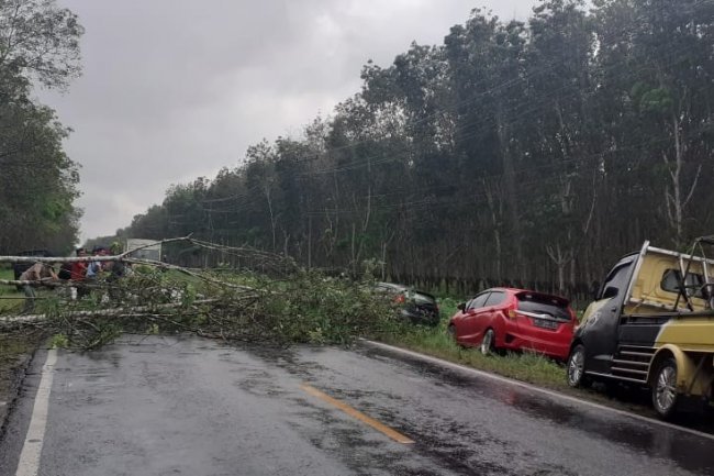 Pohon Karet tumbang, Nyaris Timpa Pengendara