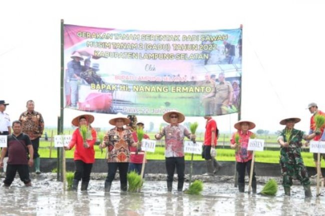 Turun Langsung Dalam Gerakan Tanam Padi Serentak Di Desa Pulau Jaya Palas, Bupati Lamsel Serahkan Bantuan Alsintan  